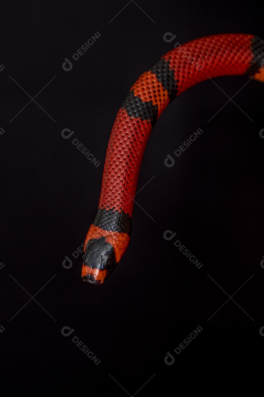 Lampropeltis triangulum comumente conhecido como a cobra do leite Imagem JPG