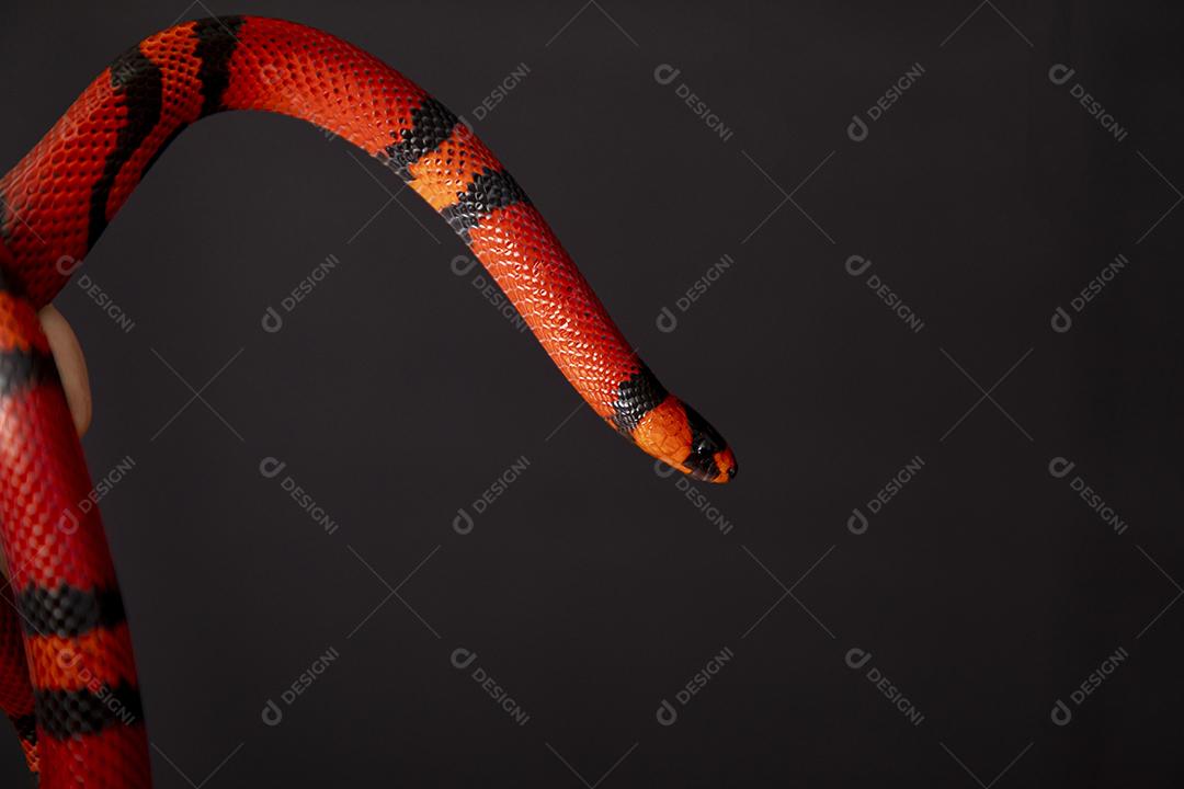 Lampropeltis triangulum comumente conhecido como a cobra do leite Imagem JPG