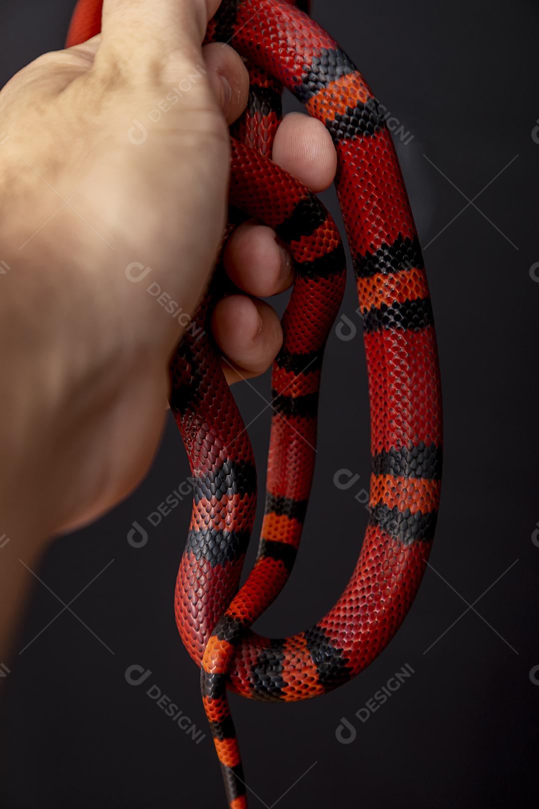 Lampropeltis triangulum comumente conhecido como a cobra do leite Imagem JPG