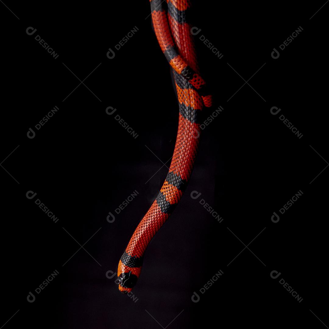 Lampropeltis triangulum comumente conhecido como a cobra do leite Imagem JPG