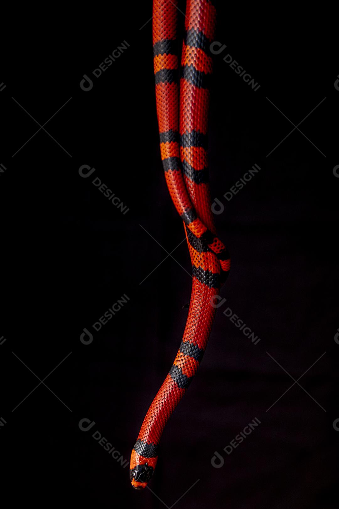 Lampropeltis triangulum comumente conhecido como a cobra do leite Imagem JPG