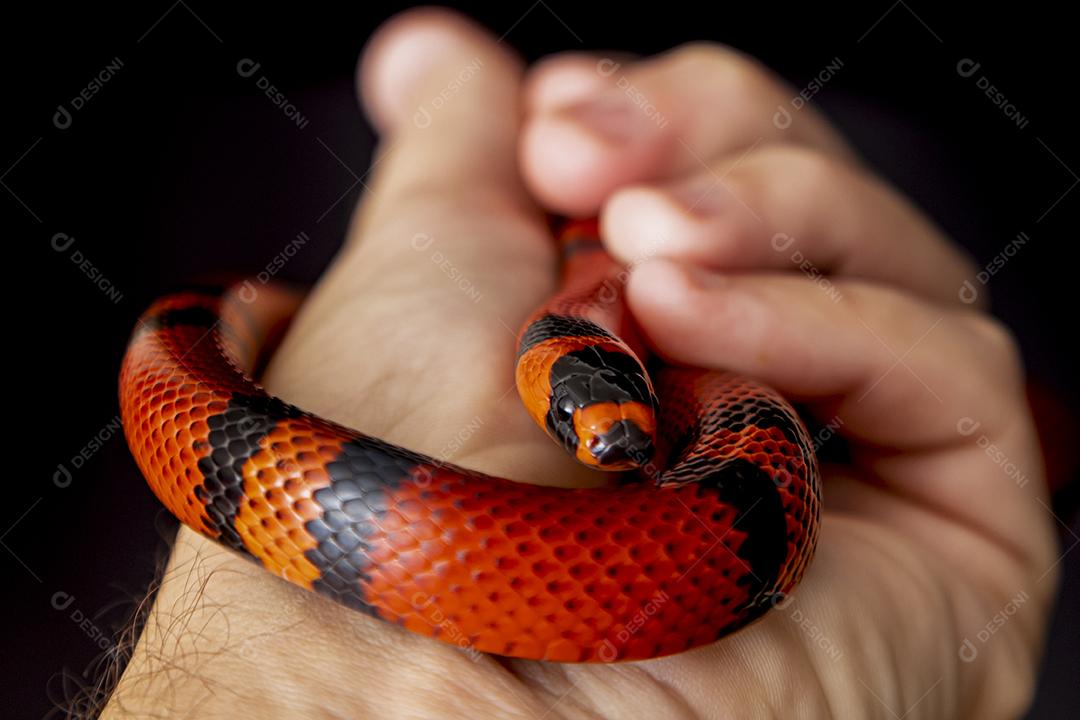 Lampropeltis triangulum comumente conhecido como a cobra do leite Imagem JPG