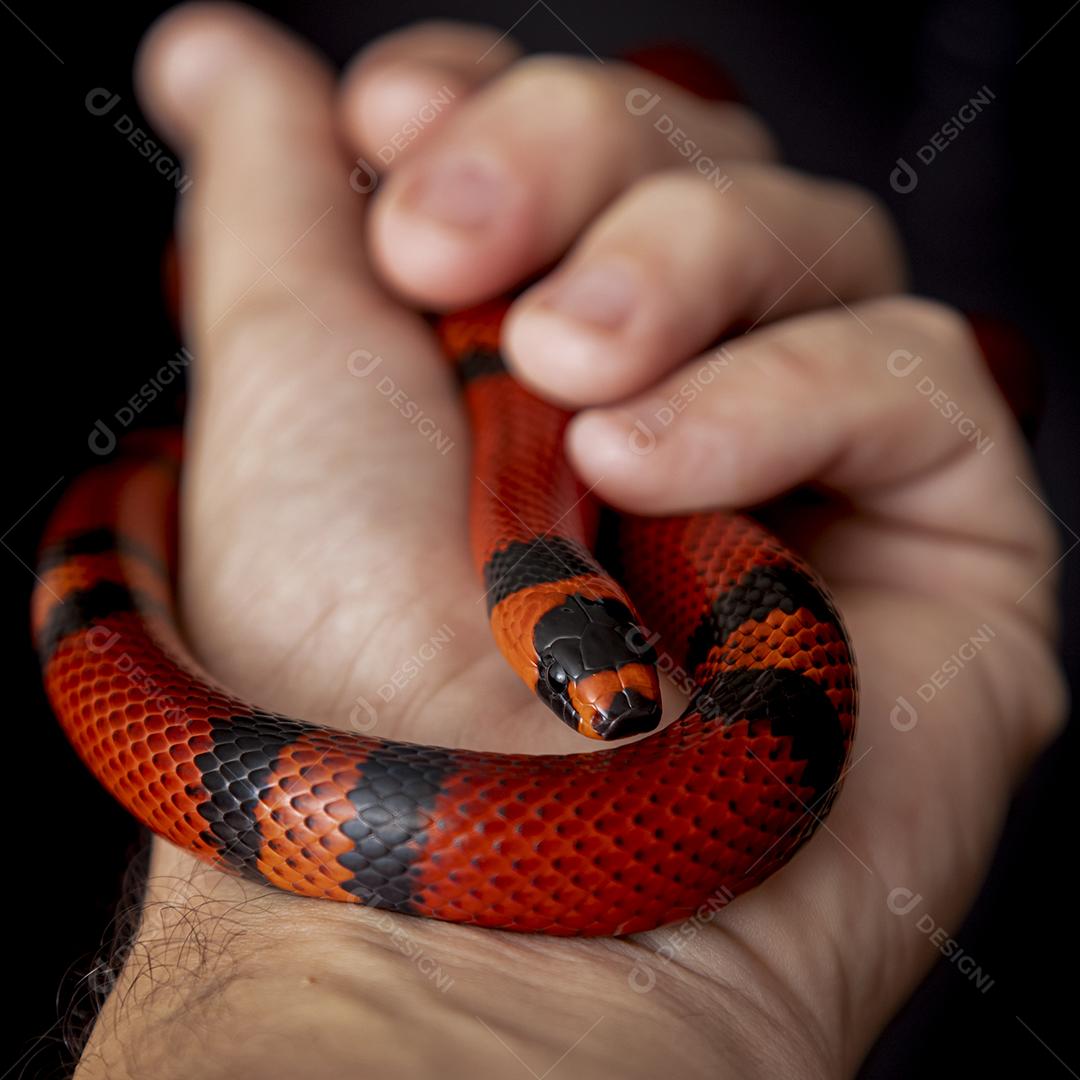 Lampropeltis triangulum comumente conhecido como a cobra do leite Imagem JPG