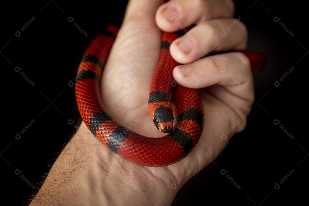 Lampropeltis triangulum comumente conhecido como a cobra do leite Imagem JPG
