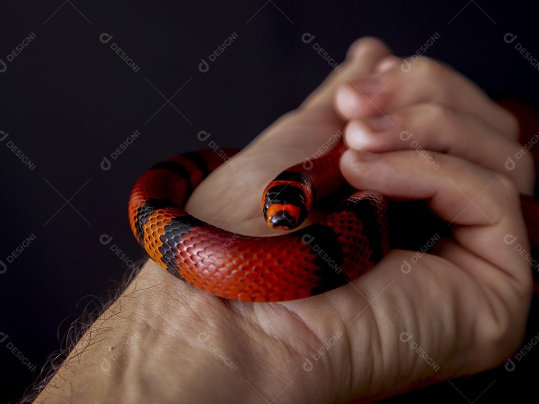 Lampropeltis triangulum comumente conhecido como a cobra do leite Imagem JPG