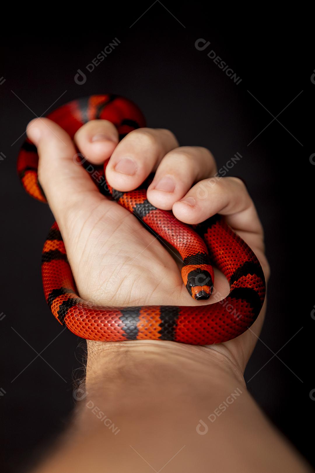 Lampropeltis triangulum comumente conhecido como a cobra do leite Imagem JPG