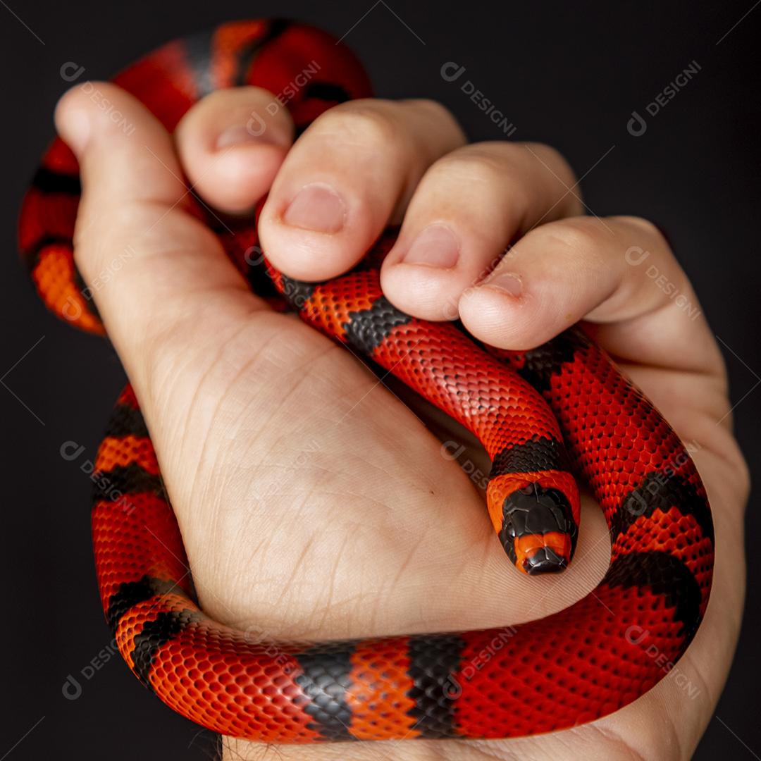 Lampropeltis triangulum comumente conhecido como a cobra do leite Imagem JPG