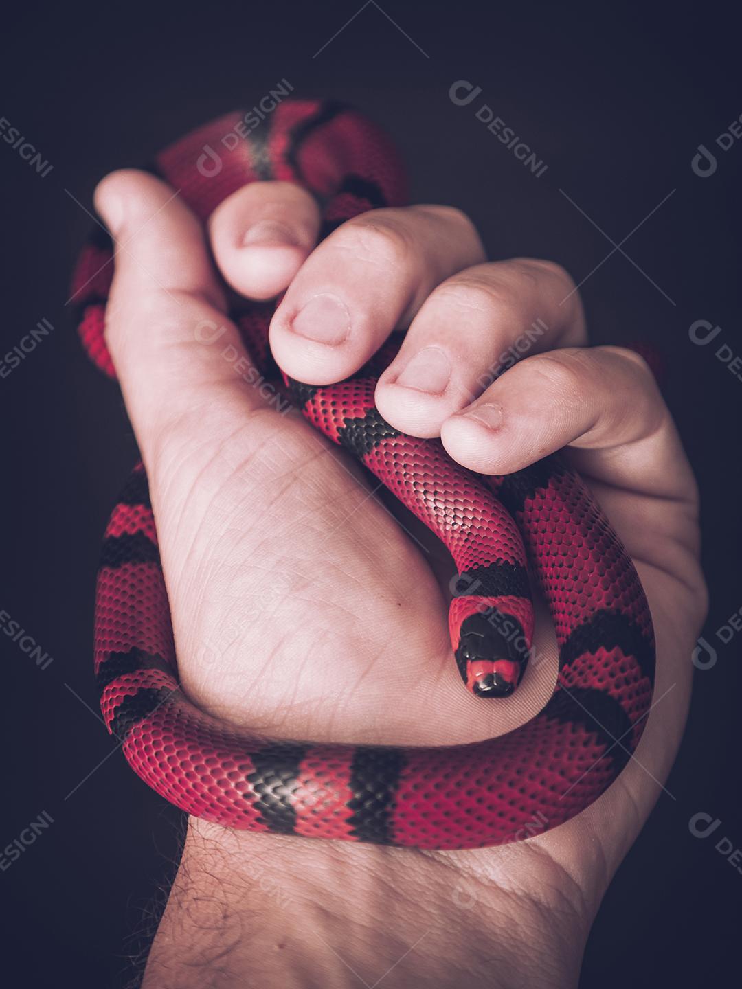Lampropeltis triangulum comumente conhecido como a cobra do leite Imagem JPG