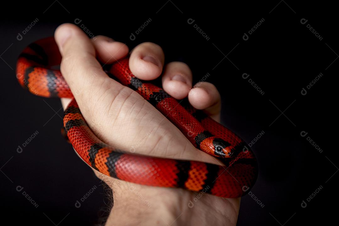 Lampropeltis triangulum comumente conhecido como a cobra do leite Imagem JPG