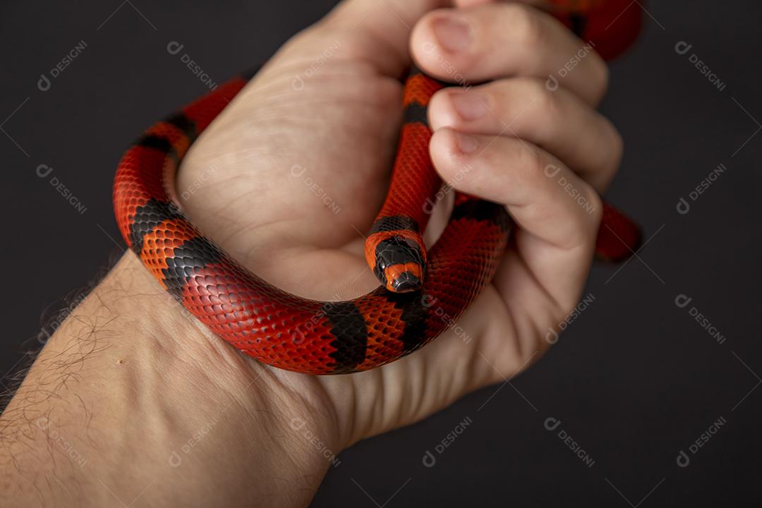 Lampropeltis triangulum comumente conhecido como a cobra do leite Imagem JPG