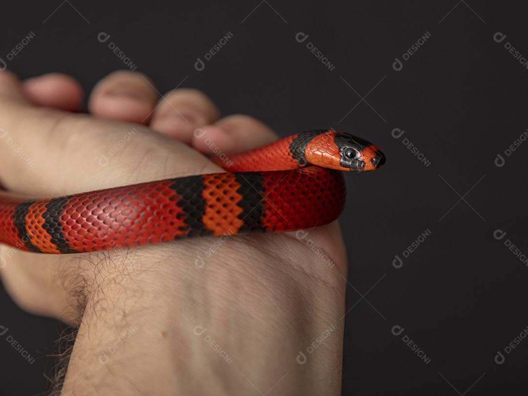 Lampropeltis triangulum comumente conhecido como a cobra do leite Imagem JPG