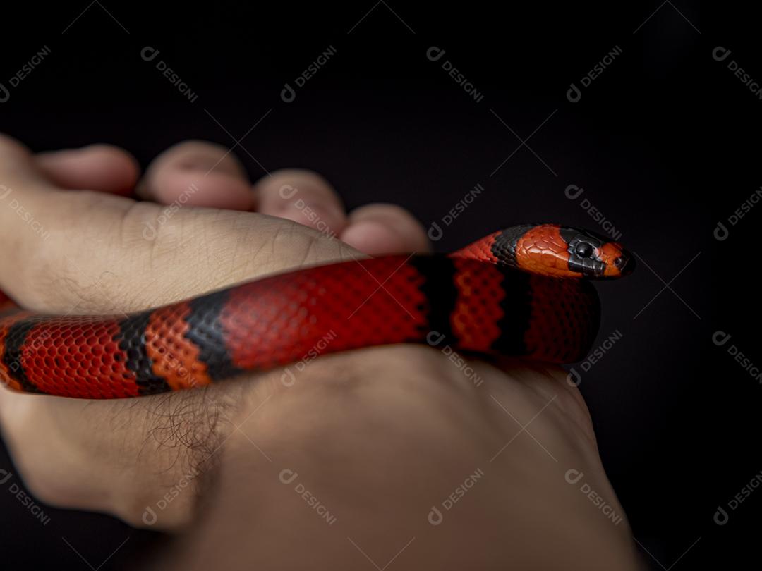 Lampropeltis triangulum comumente conhecido como a cobra do leite Imagem JPG