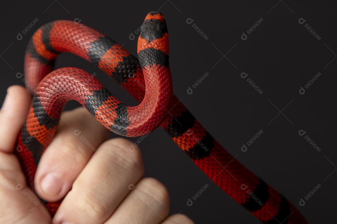Lampropeltis triangulum comumente conhecido como a cobra do leite Imagem JPG