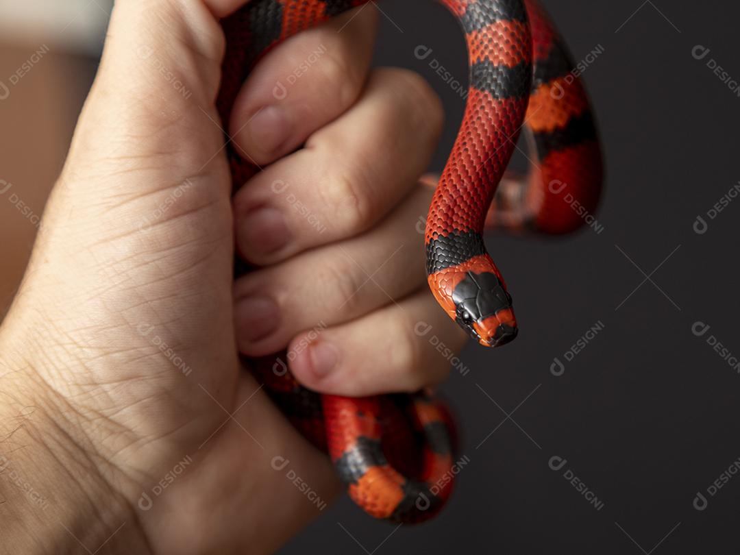 Lampropeltis triangulum comumente conhecido como a cobra do leite Imagem JPG