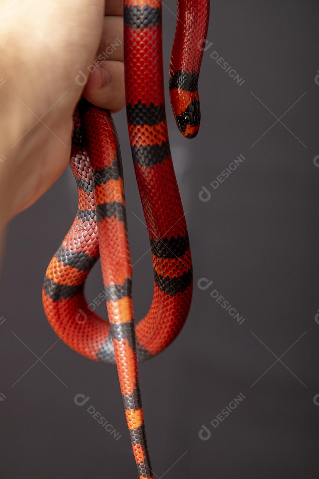 Lampropeltis triangulum comumente conhecido como a cobra do leite Imagem JPG