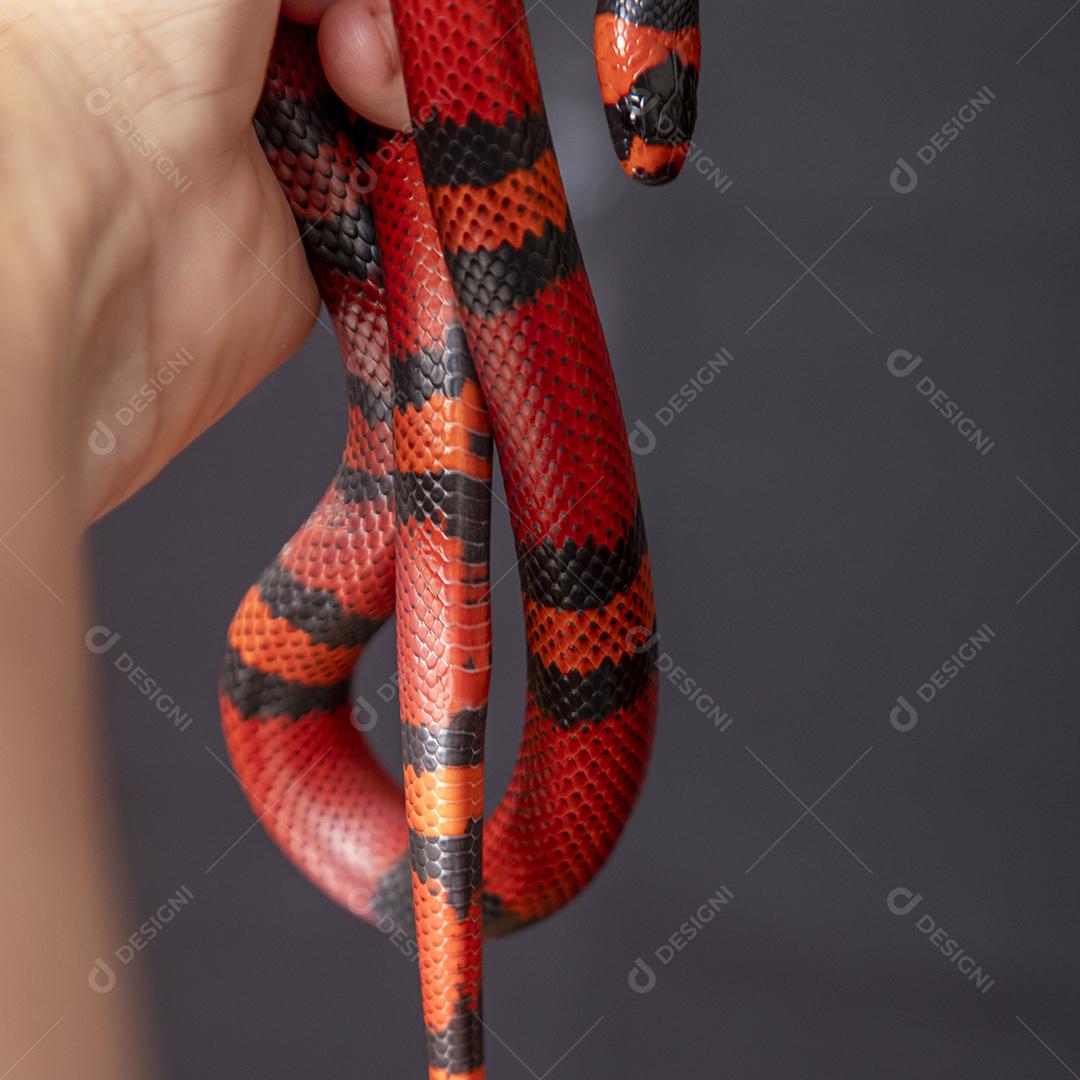 Lampropeltis triangulum comumente conhecido como a cobra do leite Imagem JPG