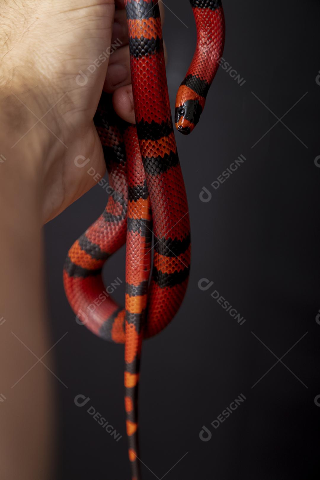 Lampropeltis triangulum comumente conhecido como a cobra do leite Imagem JPG