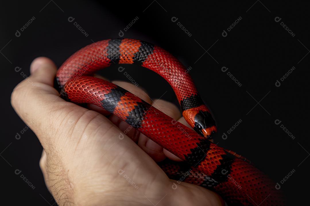 Lampropeltis triangulum comumente conhecido como a cobra do leite Imagem JPG