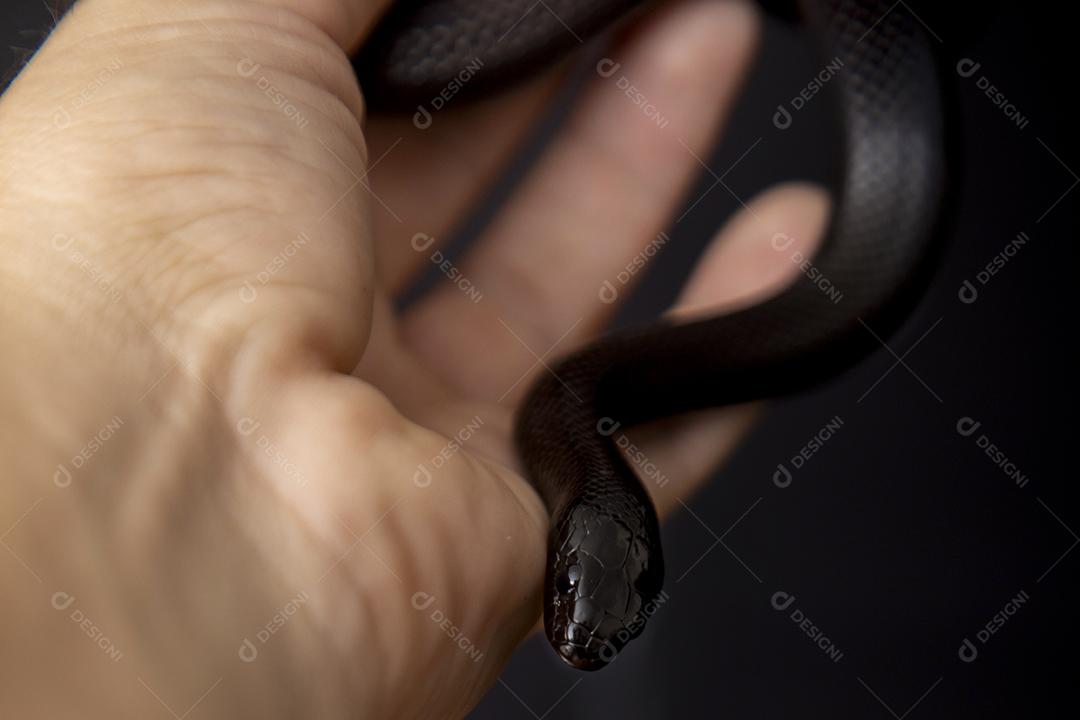 Cobra real negra mexicana Lampropeltis getula nigrita Imagem JPG