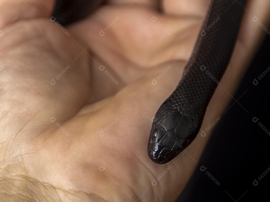 Cobra real negra mexicana Lampropeltis getula nigrita Imagem JPG