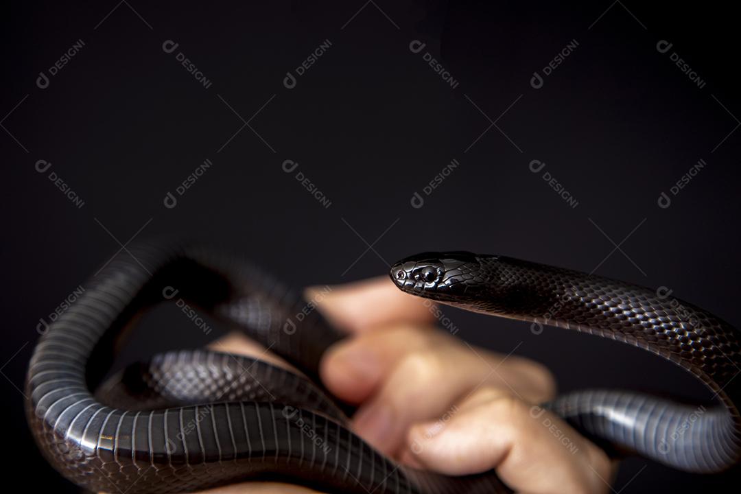 Cobra real negra mexicana Lampropeltis getula nigrita Imagem JPG