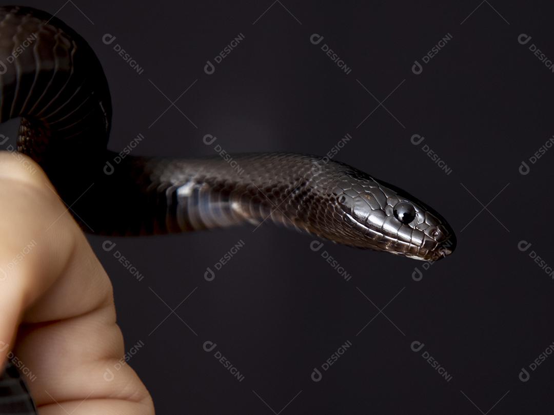 Cobra real negra mexicana Lampropeltis getula nigrita Imagem JPG