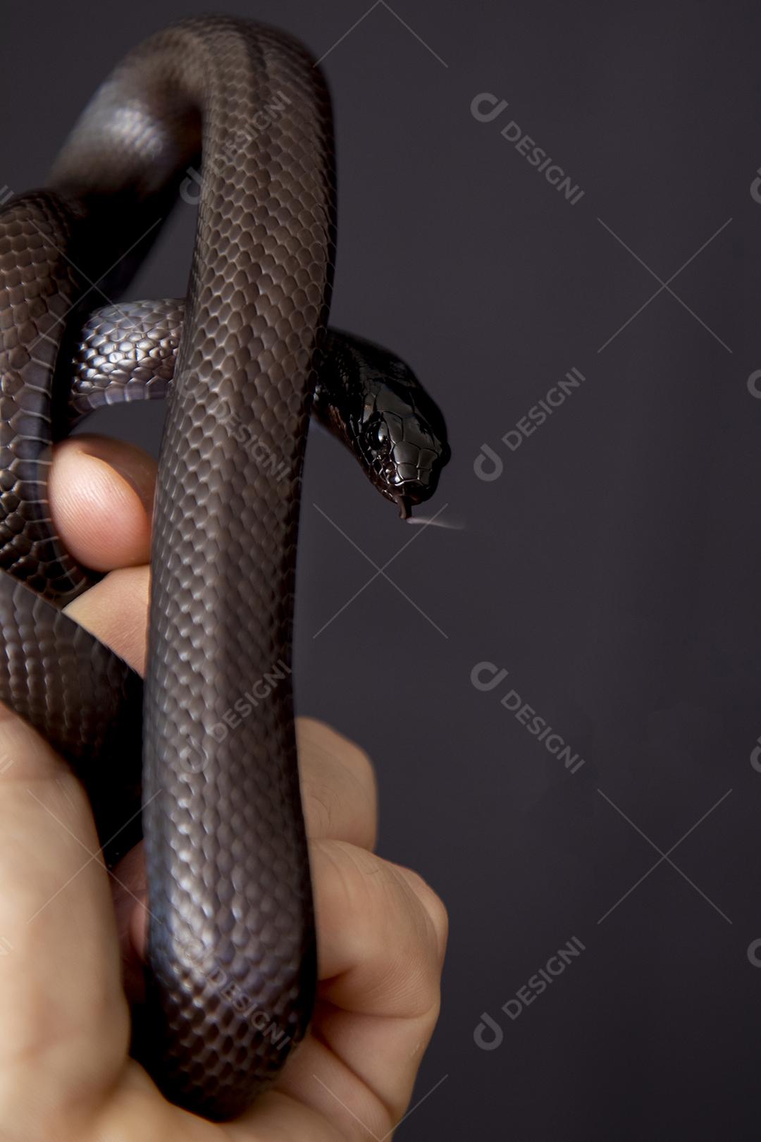 Cobra real negra mexicana Lampropeltis getula nigrita Imagem JPG