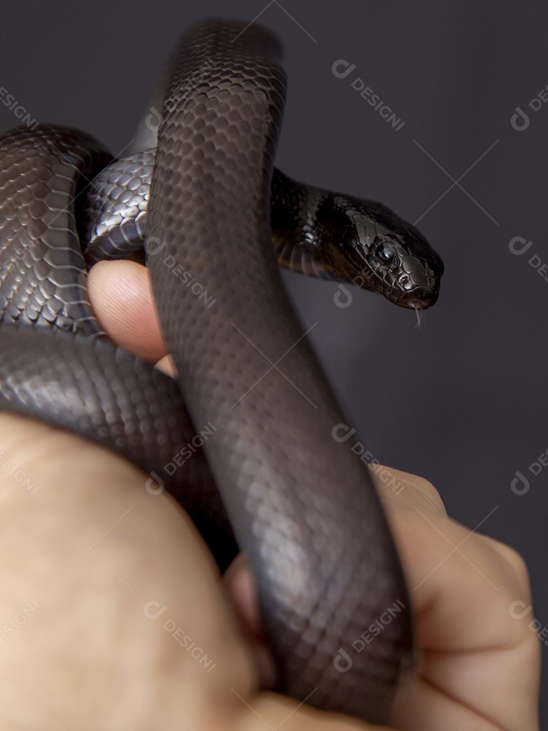 Cobra real negra mexicana Lampropeltis getula nigrita Imagem JPG
