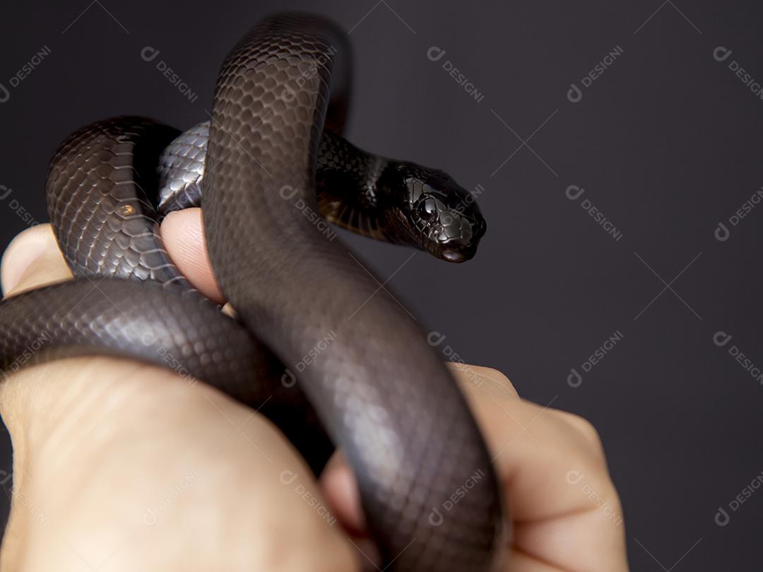 Cobra real negra mexicana Lampropeltis getula nigrita Imagem JPG