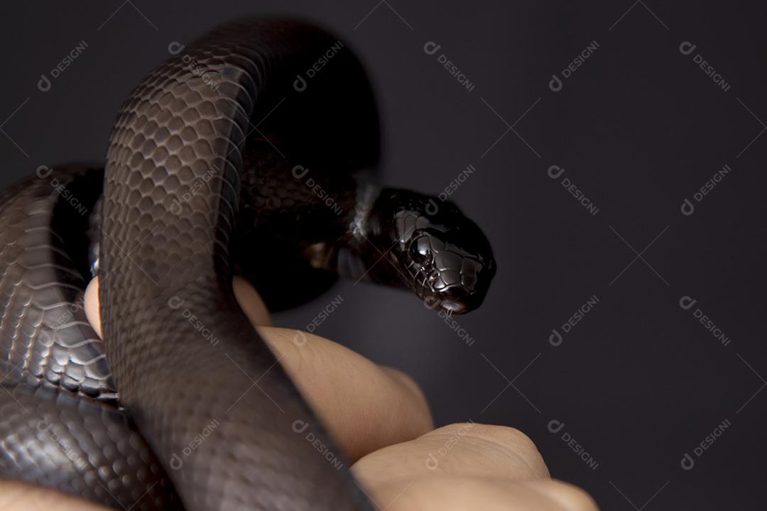 Cobra real negra mexicana Lampropeltis getula nigrita Imagem JPG