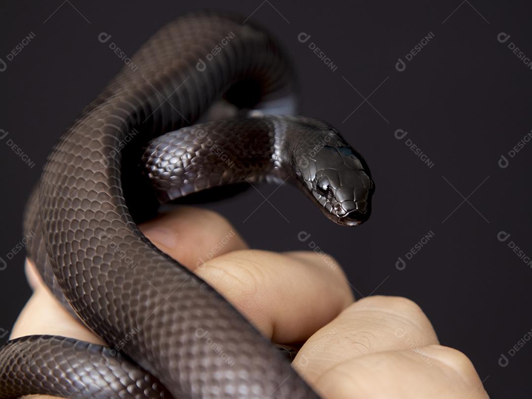 Cobra real negra mexicana Lampropeltis getula nigrita Imagem JPG