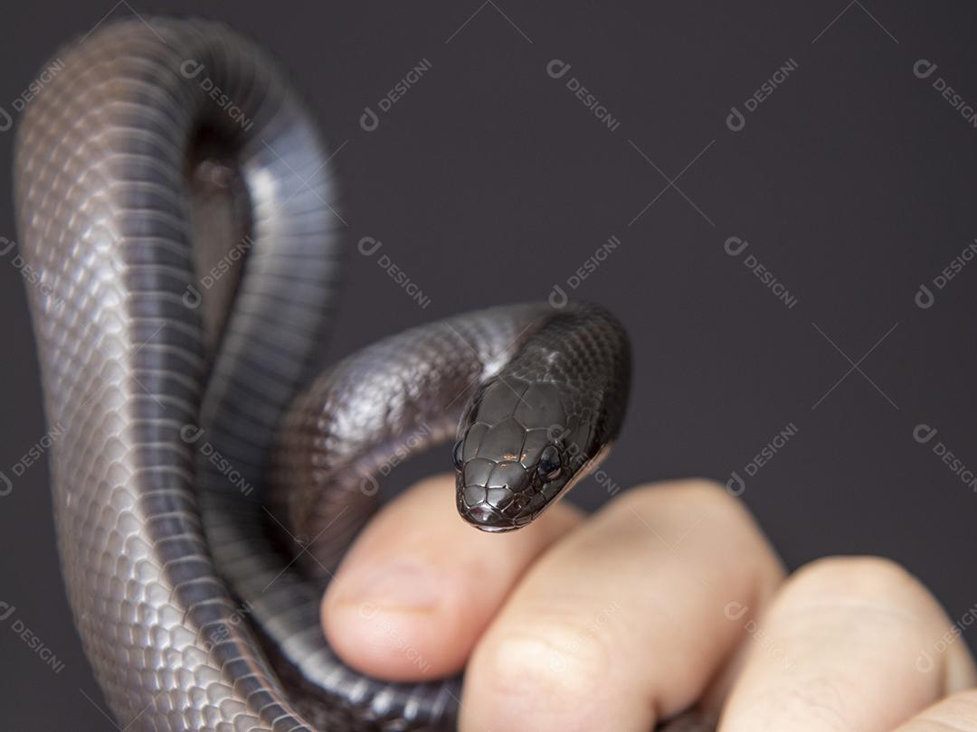 Cobra real negra mexicana Lampropeltis getula nigrita Imagem JPG