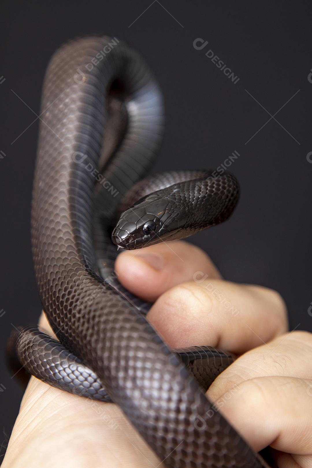 Cobra real negra mexicana Lampropeltis getula nigrita Imagem JPG