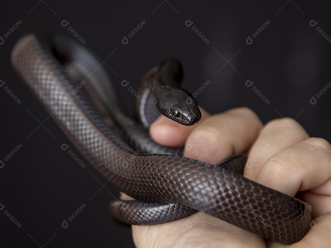 Cobra real negra mexicana Lampropeltis getula nigrita Imagem JPG