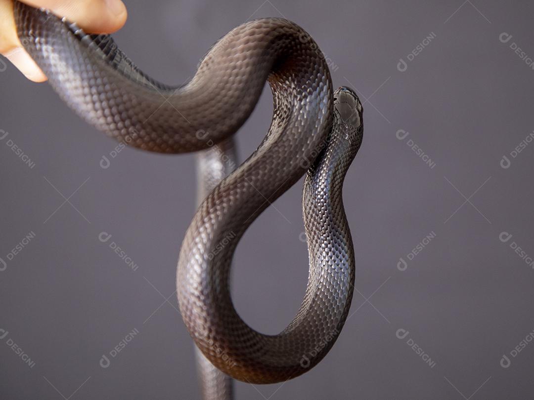 Cobra real negra mexicana Lampropeltis getula nigrita Imagem JPG