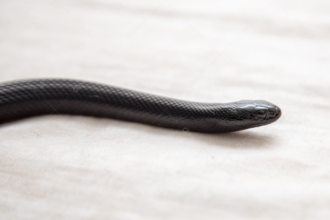 Cobra real negra mexicana Lampropeltis getula nigrita Imagem JPG