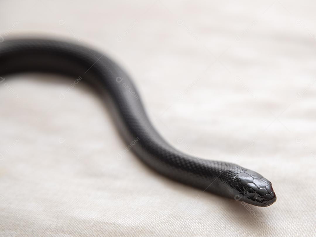 Cobra real negra mexicana Lampropeltis getula nigrita Imagem JPG