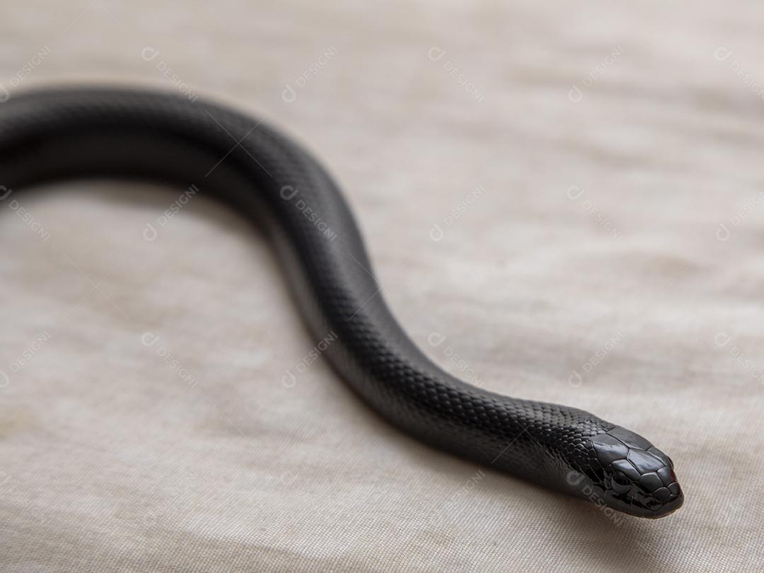 Cobra real negra mexicana Lampropeltis getula nigrita Imagem JPG