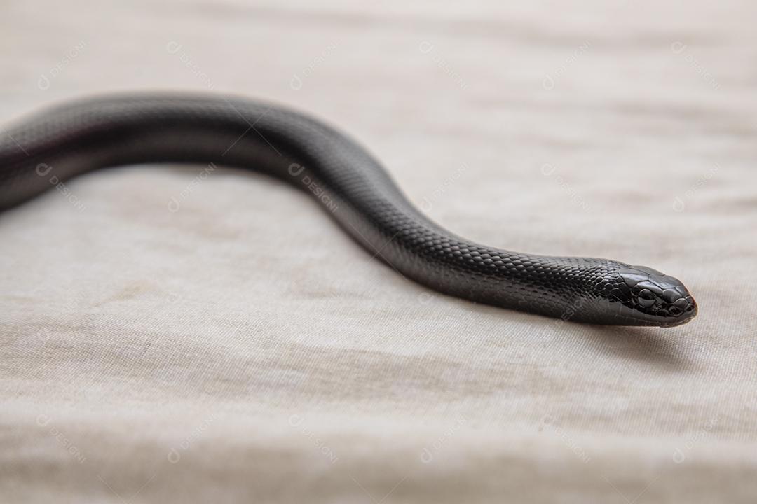 Cobra real negra mexicana Lampropeltis getula nigrita Imagem JPG