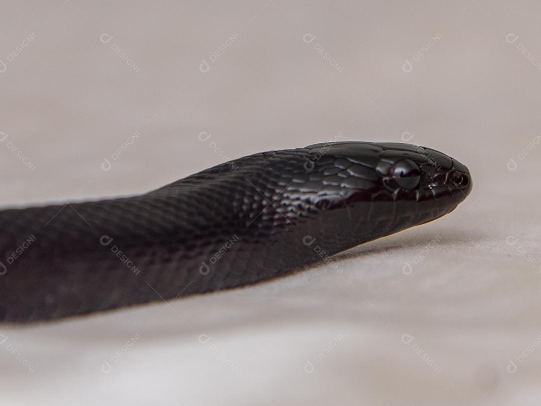 Cobra real negra mexicana Lampropeltis getula nigrita Imagem JPG