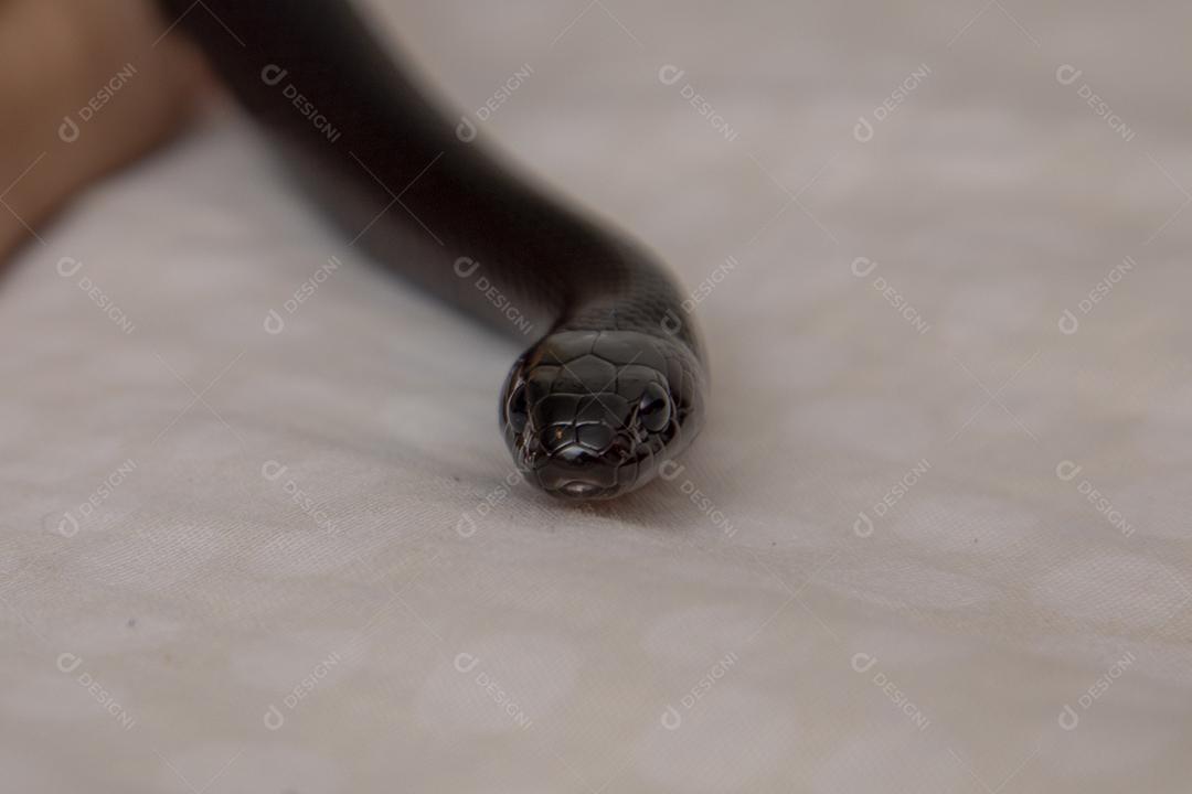 Cobra real negra mexicana Lampropeltis getula nigrita Imagem JPG
