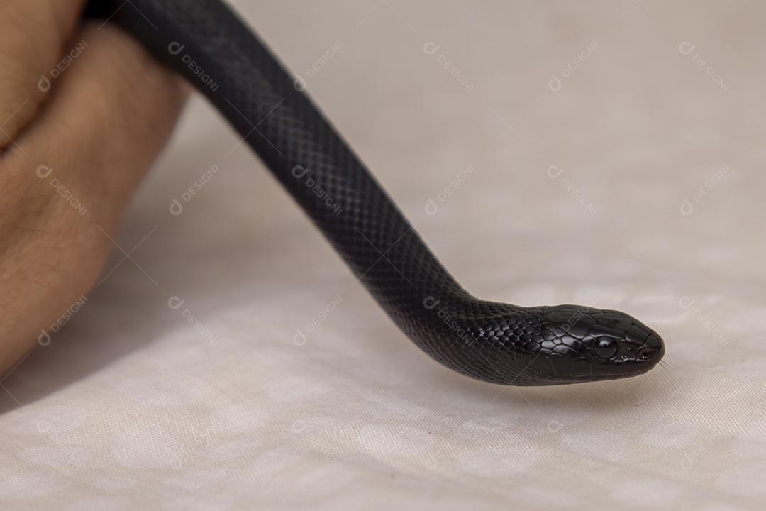 Cobra real negra mexicana Lampropeltis getula nigrita Imagem JPG