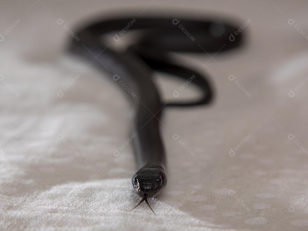 Cobra real negra mexicana Lampropeltis getula nigrita Imagem JPG