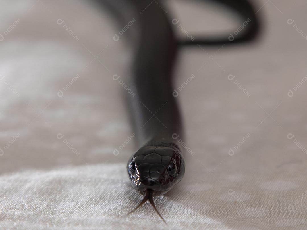 Cobra real negra mexicana Lampropeltis getula nigrita Imagem JPG