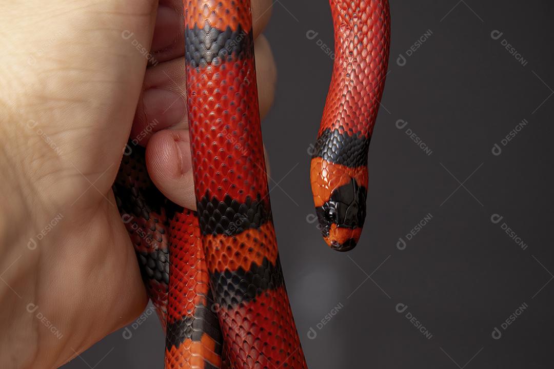 Lampropeltis triangulum comumente conhecido como a cobra do leite Imagem JPG