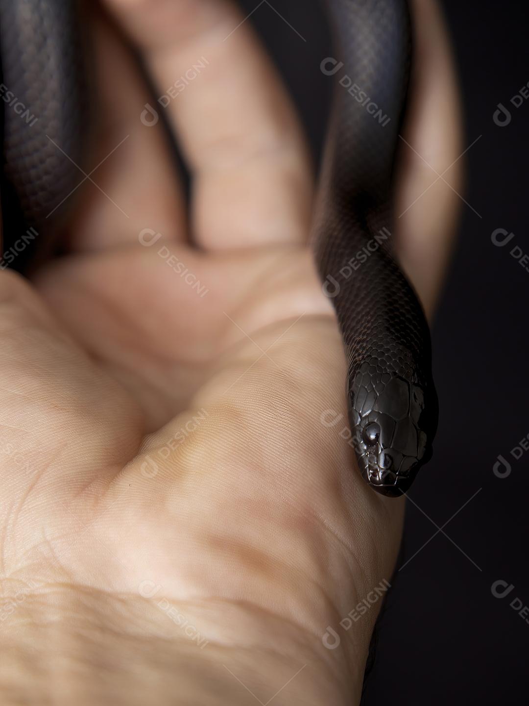 Cobra real negra mexicana Lampropeltis getula nigrita Imagem JPG