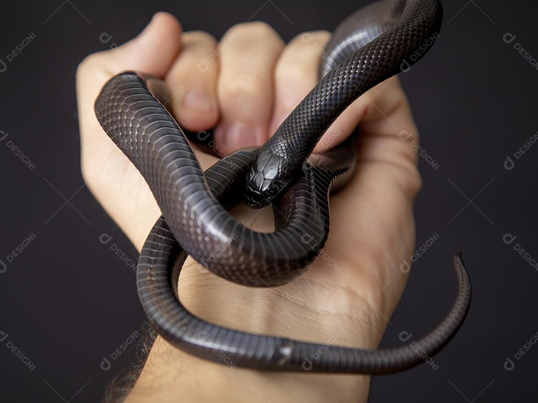 Cobra real negra mexicana Lampropeltis getula nigrita Imagem JPG