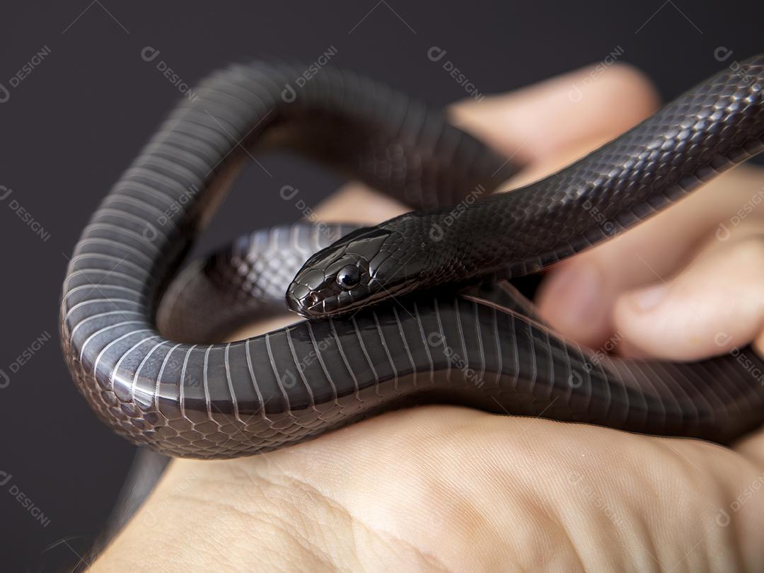 Cobra real negra mexicana Lampropeltis getula nigrita Imagem JPG