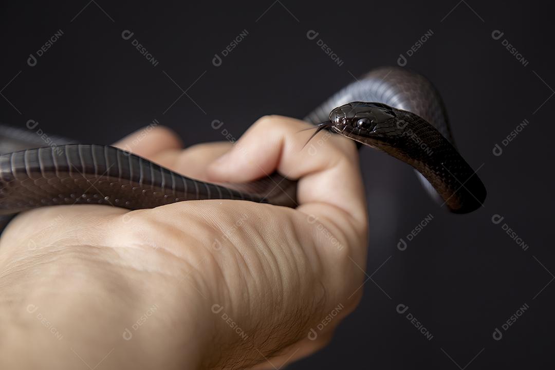 Cobra real negra mexicana Lampropeltis getula nigrita Imagem JPG