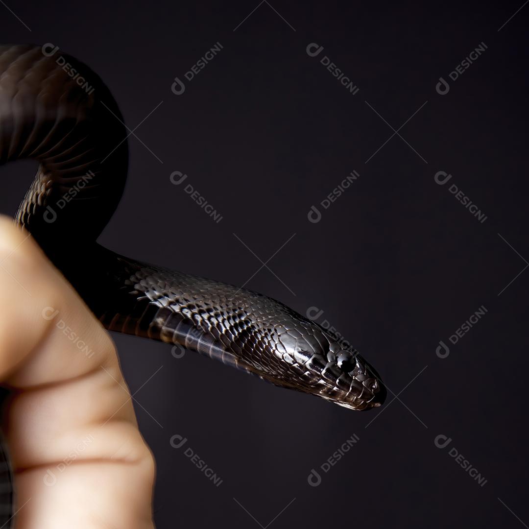 Cobra real negra mexicana Lampropeltis getula nigrita Imagem JPG